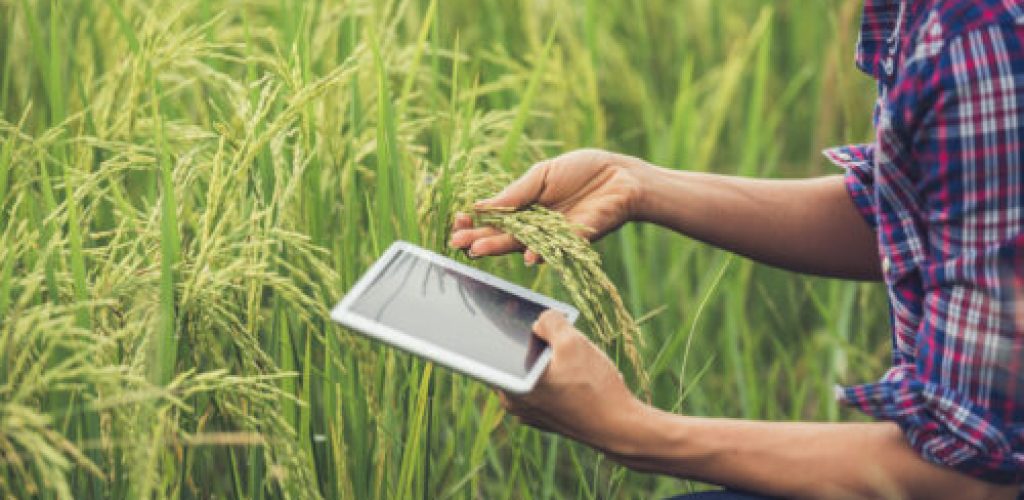 Farmer standing in a rice field with a tablet.